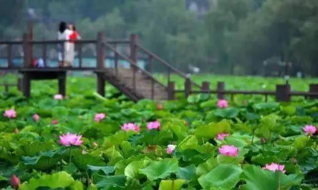 重庆荷花网红打卡地，重庆新晋网红打卡地美心