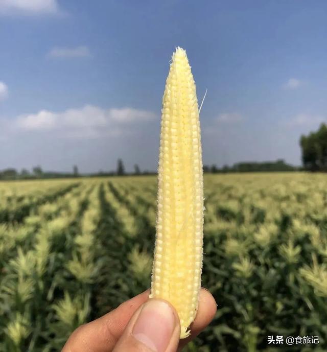 玉米笋的简单家常做法，促进食欲－黄瓜豆丁玉米笋