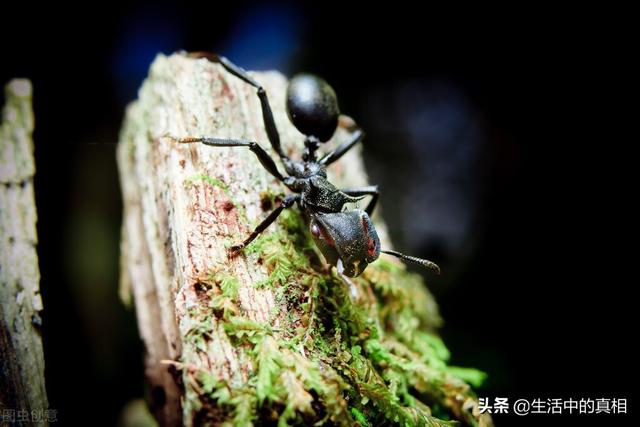 家里常见的虫子，家庭生活中常见的虫子（还有这10种家里的虫子……）