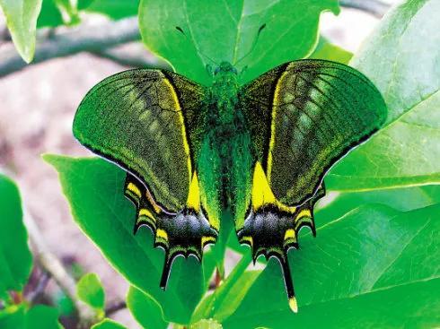 世界八大名贵蝴蝶，世界十大名贵蝴蝶