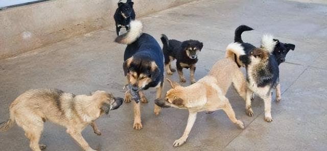 狗嚎叫是怎么回事，狗为什么会像狼嚎叫一样的哭