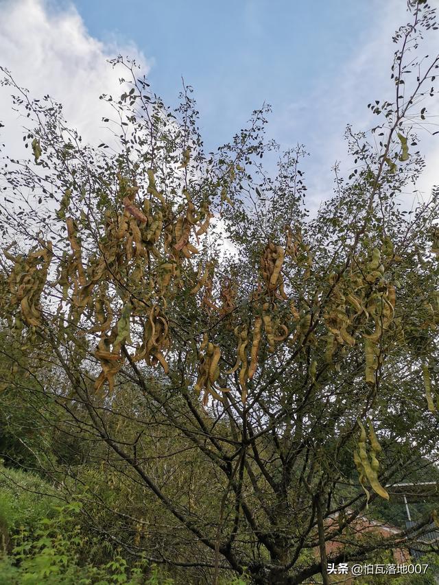 皂角米怎么吃最好吃呢，皂角之米——润燥通便、祛风消肿