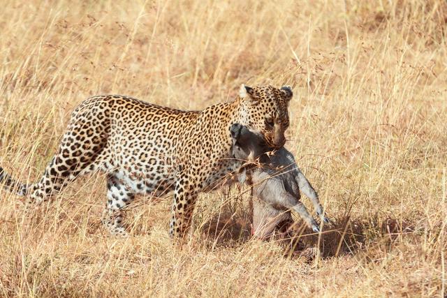 解读猫科知识，盘点猫科三位王者