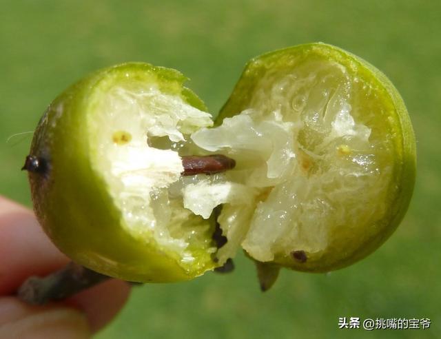 热带雨林中的毒果子海棠果，海棠果