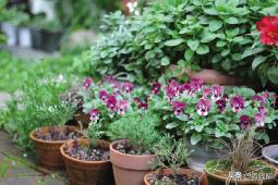 角堇从种子到开花，小花园年年增加的植物--角堇