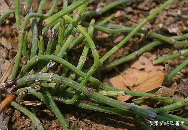 这么多野菜你认识几种，比韭菜还鲜嫩