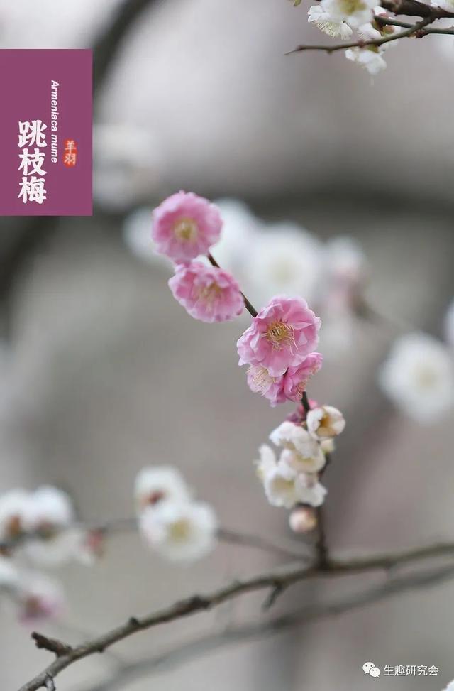 什么梅花品种好，梅花哪个品种比较好看