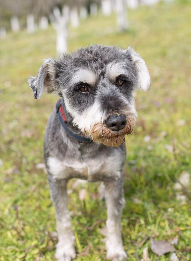雪纳瑞怎么好养，主人做好这7点