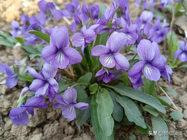 这么多野菜你认识几种，比韭菜还鲜嫩