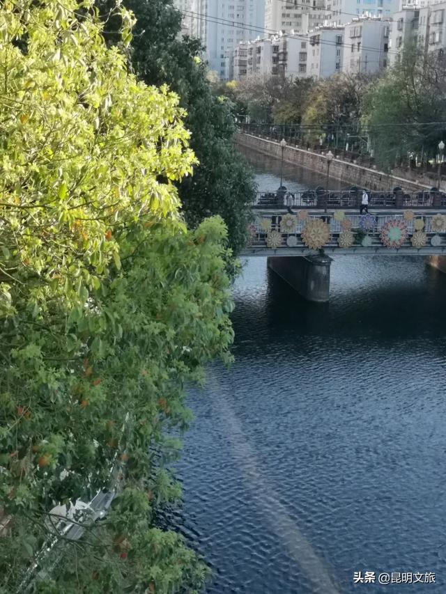 樱花昆明圆通山，在圆通街绕一圈