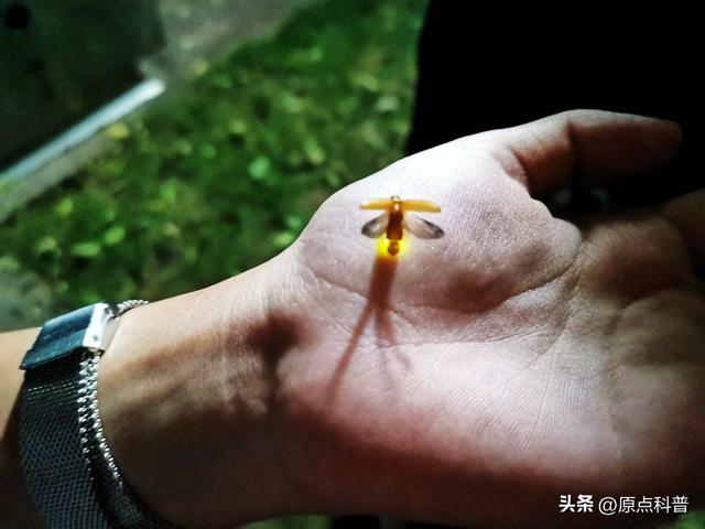 盘点童年玩过的十种昆虫，童年玩过的10种昆虫