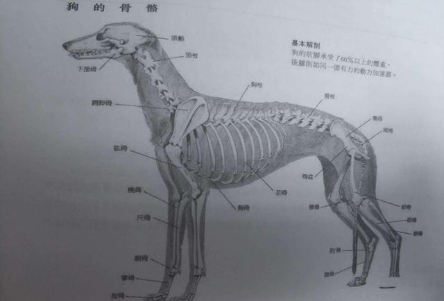 幼犬肥胖怎么判断(幼犬 胖)