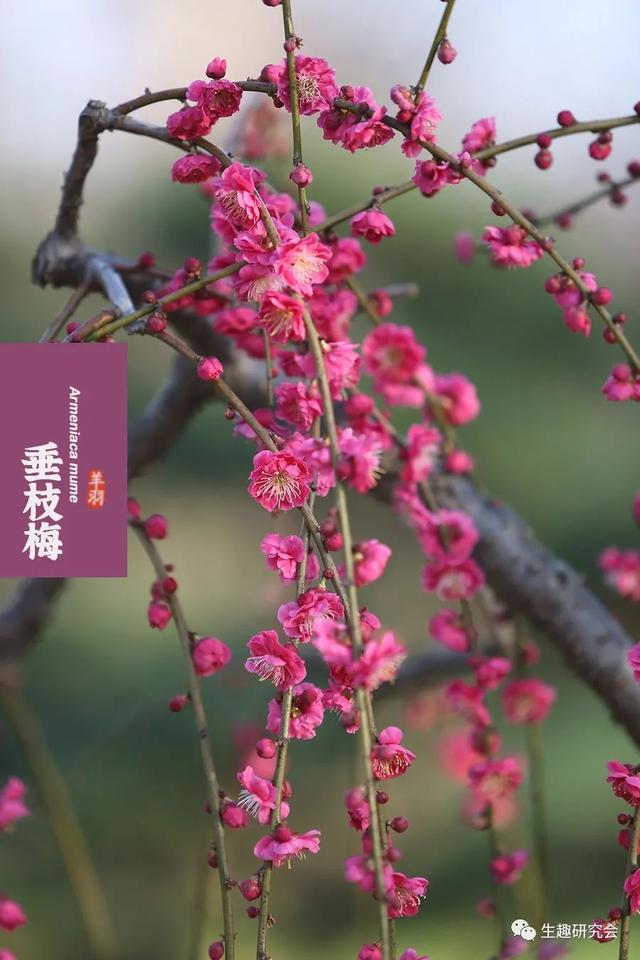 什么梅花品种好，梅花哪个品种比较好看