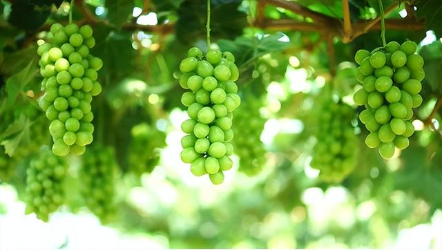 云南产什么水果，云南水果种类及名称