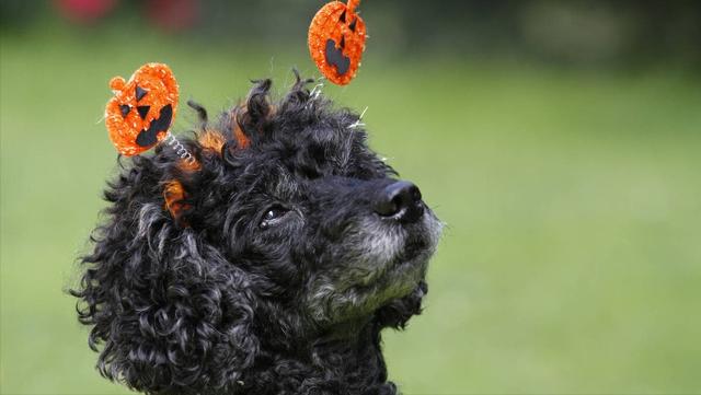 贵宾犬怎么养才不会被惯坏，泰迪犬<贵宾犬>怎么养才听话