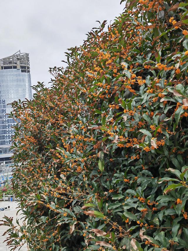 重庆矿山公园旅游攻略，废弃矿山蝶变生态公园