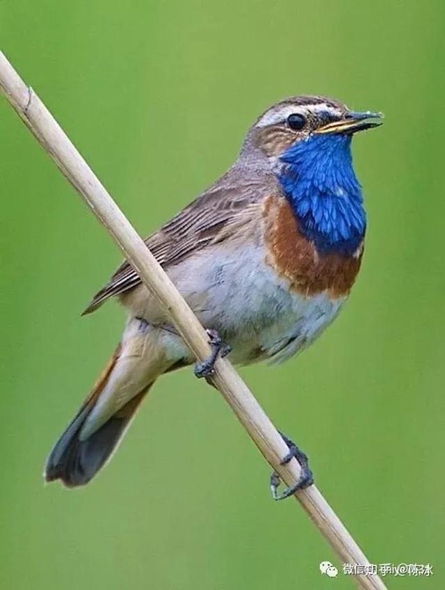 靛颏鸟雅称，歌鸟靛颏鸟