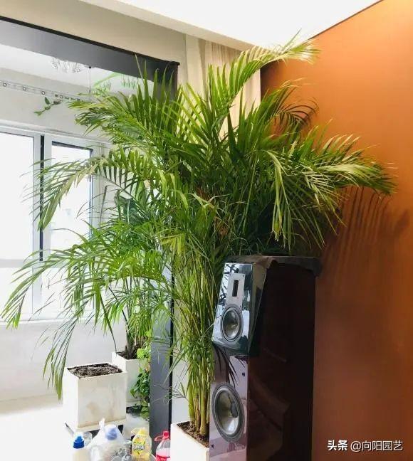 最适合室内阳台的十大植物，10种网红观叶植物