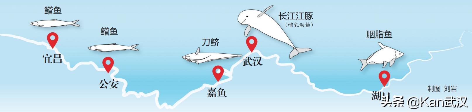 长江最常见的鱼有哪几种，长江里的这些宝贝鱼