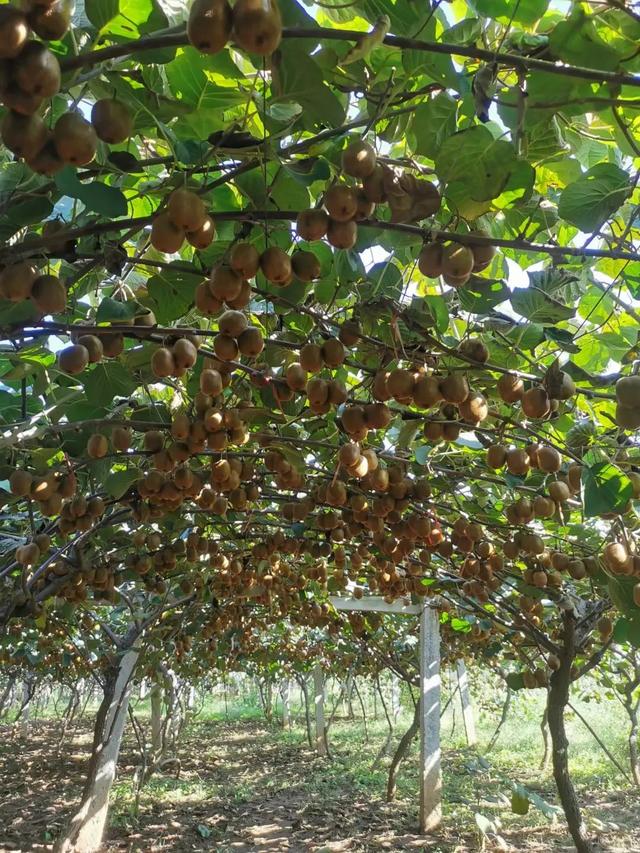 猕猴桃有哪些营养成分和功效，猕猴桃的功效和营养价值分享