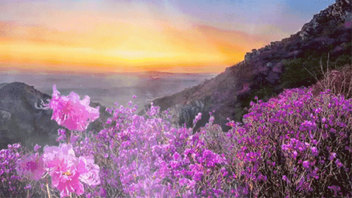 杜鹃最值得去的地方，赏杜鹃还有这些好地方…