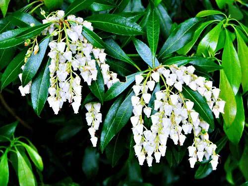 马醉木好不好养，马醉木及其品种介绍