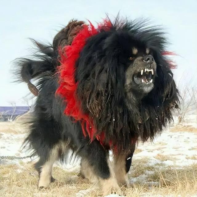 鬼獒对战藏獒，鬣狗与藏獒打一架