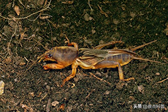 盘点童年玩过的十种昆虫，童年玩过的10种昆虫
