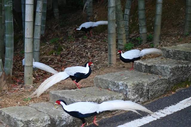 收藏七天长假来丫山度假超全攻略，丫山一日游（来丫山度假超全攻略……）