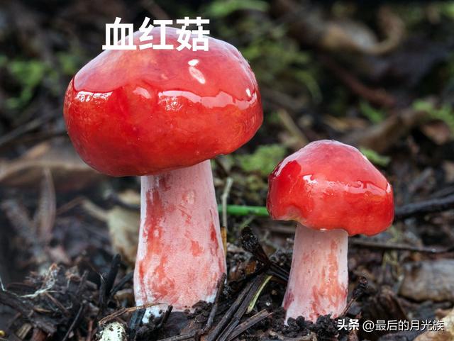 教大家怎么分辨有毒蘑菇，这8种毒蘑菇要小心避开