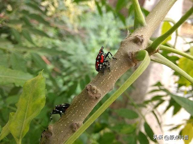 盘点童年玩过的十种昆虫，童年玩过的10种昆虫