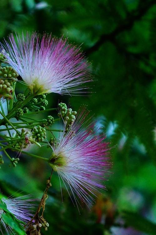 花卉图片及名称大全，常见绿植花卉及名称大全（100种常见花图鉴）