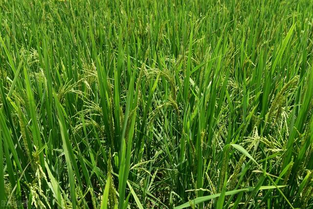 低调奢华有内涵，低调奢华有内涵的你（怎么炫富才最低调奢华有内涵）