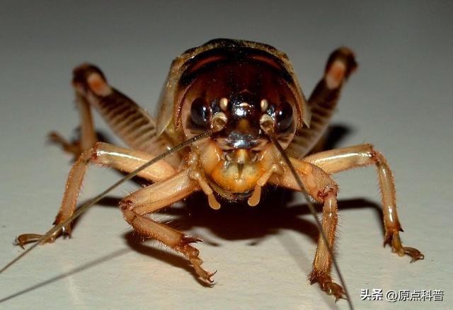 盘点童年玩过的十种昆虫，童年玩过的10种昆虫