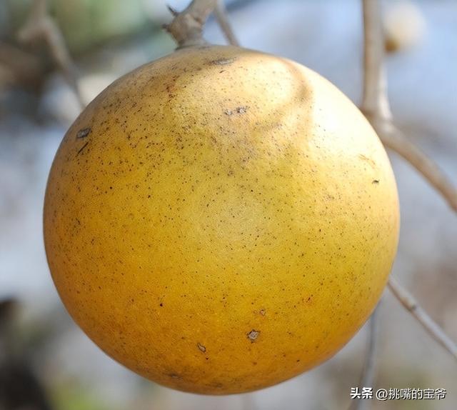 热带雨林中的毒果子海棠果，海棠果