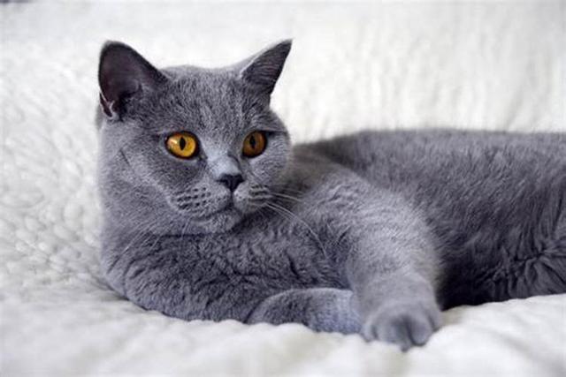 一般的猫咪寿命多少年，虽然猫会先于主人而去