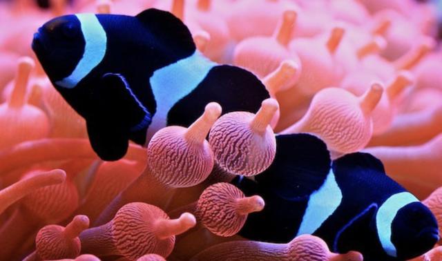 海缸新手教程，海缸入门介绍