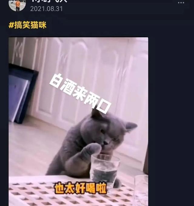 猫可以吃汤圆吗，我劝你千万别给猫吃这些东西（猫不能吃的几样东西是什么）