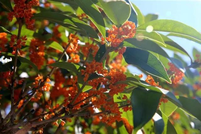 来西安必吃的十大经典美食是什么，这些西安特色小吃