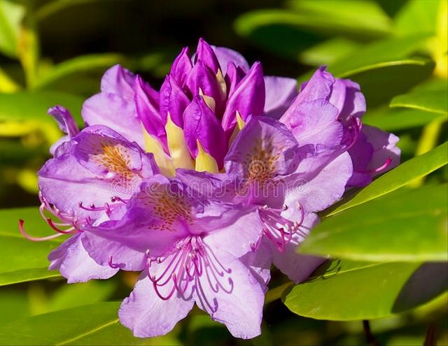 花开有期只为在最美时光里遇见你，一花一深情花如人生