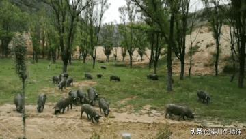 黑猪中最好的品种，打破洋品种垄断