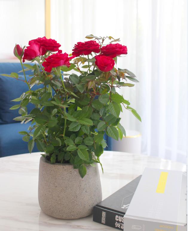 七夕33朵玫瑰花语，<浪漫的数字背后隐藏的秘密>