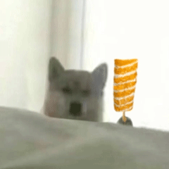 可爱小狗表情包，可爱表情包大全狗子