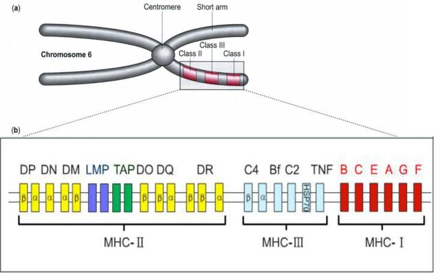 6号微小染色体缺失，英国女孩变成“三无人类”