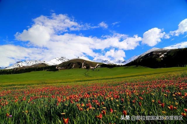 伊犁河谷最值得去的地方，伊犁河谷赏花攻略