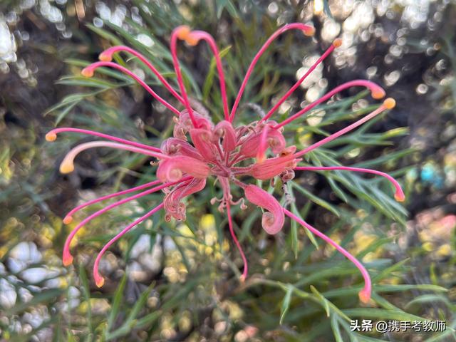 琛是什么拼音，琛怎么读