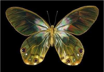 世界八大名贵蝴蝶，世界十大名贵蝴蝶