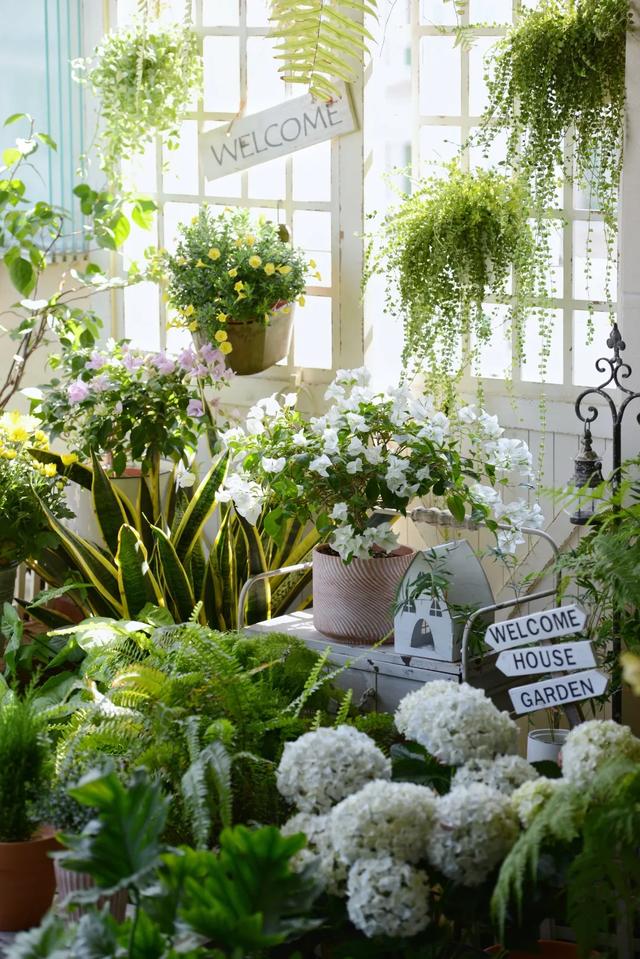 法式花园如何欣赏，海妈花园访问阳台花园满分案例