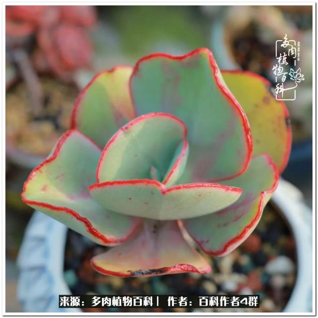 好养的容易上色的景天科多肉，景天科常见多肉图鉴不完全版D系列