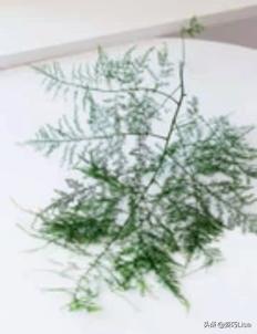 插花怎么弄出漂亮花束，掌握这“三个”原则